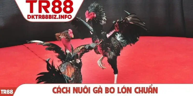 Cách nuôi gà bo lớn chuẩn