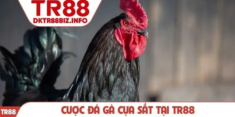 Cược đá gà cựa sắt tại TR88