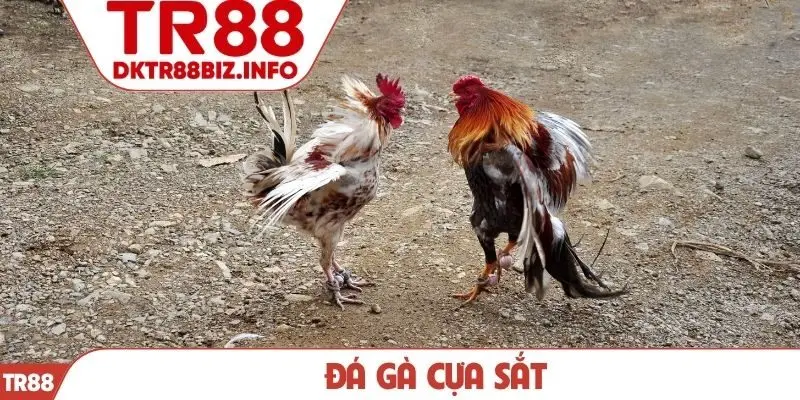 Đá gà cựa sắt
