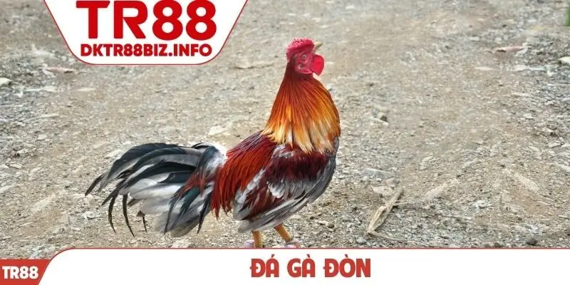 Đá gà đòn