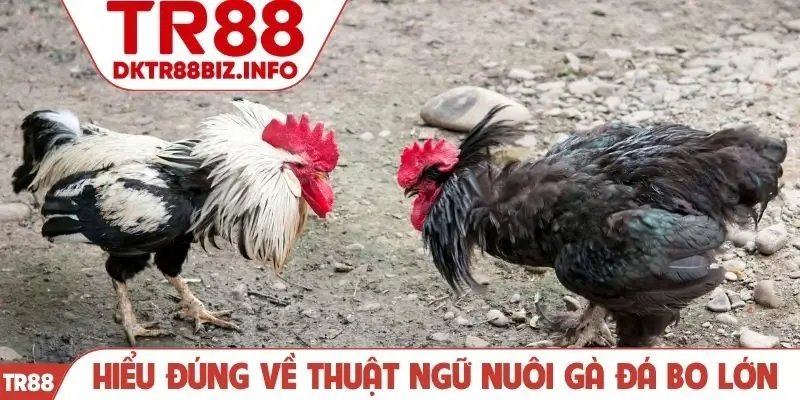 Hiểu đúng về thuật ngữ nuôi gà đá bo lớn