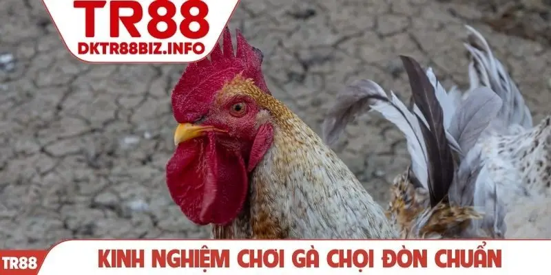 Kinh nghiệm chơi gà chọi đòn chuẩn
