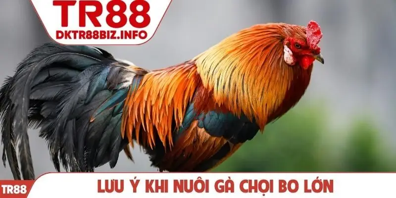 Lưu ý khi nuôi gà chọi bo lớn