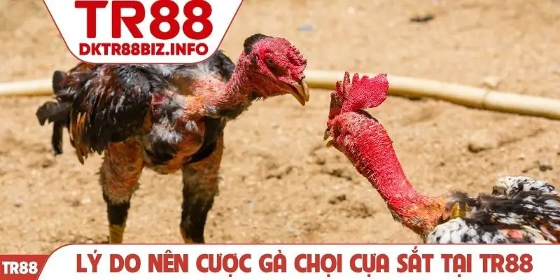 Lý do nên cược gà chọi cựa sắt tại TR88