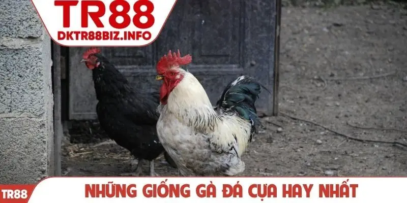 Những giống gà đá cựa hay nhất