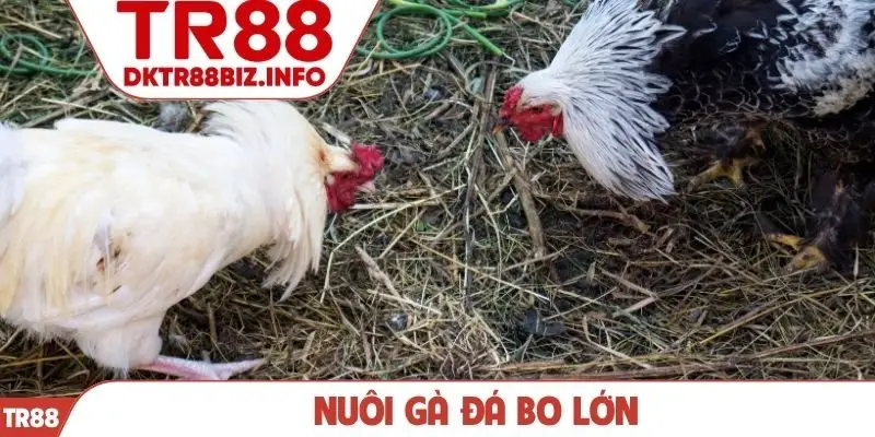 Nuôi gà đá bo lớn