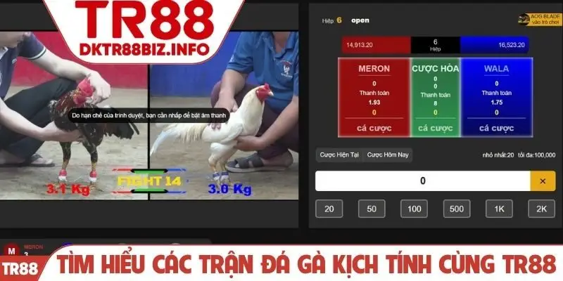 Tìm hiểu các trận đá gà kịch tính cùng TR88