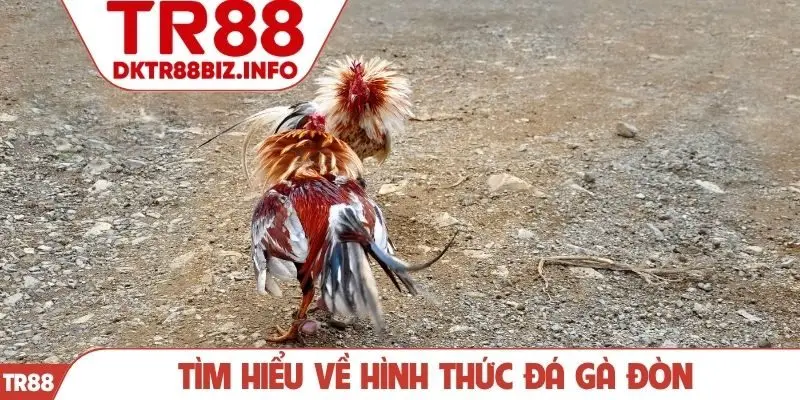 Tìm hiểu chi tiết về hình thức cược đá gà đòn
